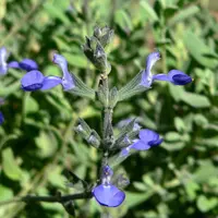 Germander Sage