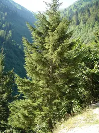 Oriental Spruce (Picea orientalis) plant