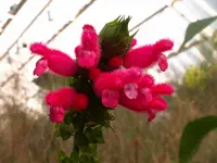 Bolivian hummingbird sage (Salvia oxyphora) plant