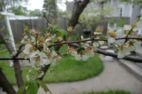 American plum