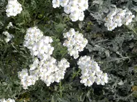 Silvery Yarrow
