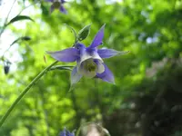 Pyrenean Columbine