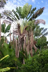 Traveller's palm