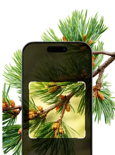 Conifer Identification – Hero Mobile