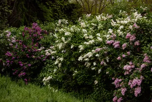shrubs