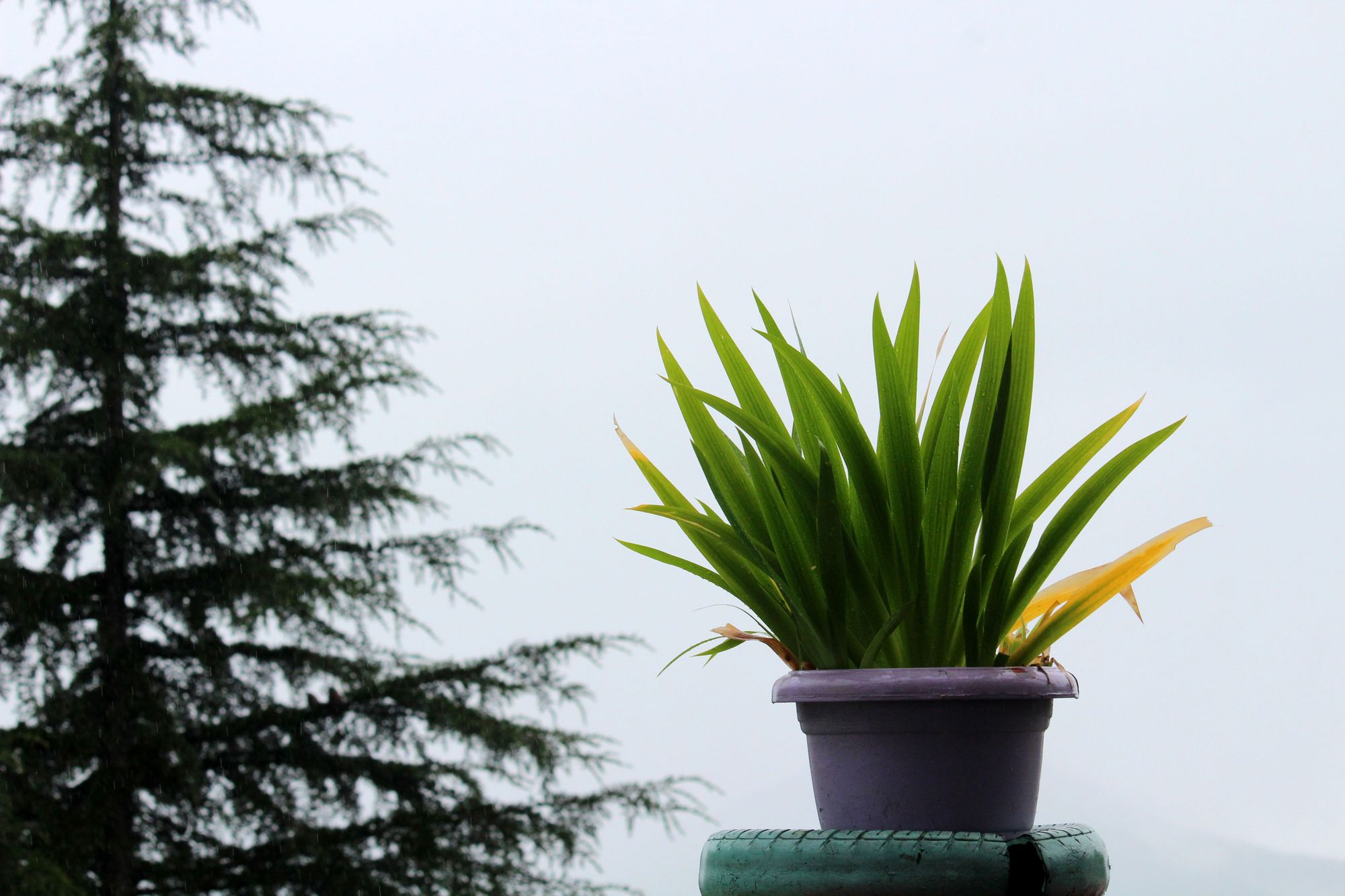 How to Know What Size Pot Your Plant Needs
