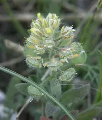 Umbellate Madwort (Alyssum umbellatum) plant