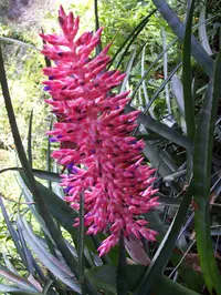 Brazilian vaseplant (Aechmea distichantha) plant