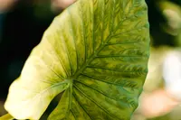 Elephant Ear