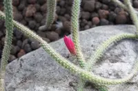 rattail cactus
