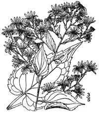 common blue wood aster (Symphyotrichum cordifolium) plant