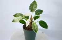 Philodendron 'Birkin'