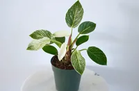 Philodendron 'Birkin'