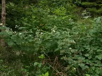 red-fruited bramble (Rubus scissus) plant