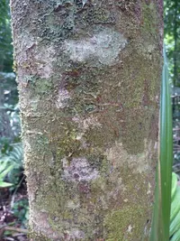 Ecclinusa guianensis