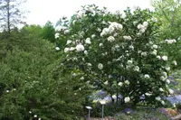 Korean spice viburnum (Viburnum carlesii) plant