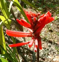 Coral Bean (Erythrina herbacea) plant