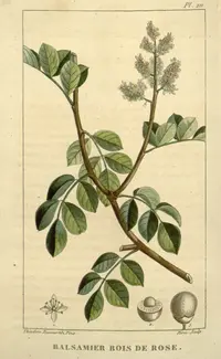 balsam torchwood