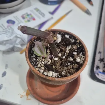 Root Rot