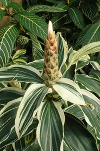 Costus arabicus (Costus arabicus) plant