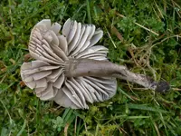 Earthy Waxcap
