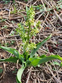 Chlorophytum gallabatense