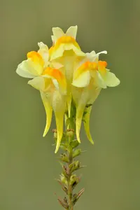 Common Toadflax (Linaria vulgaris) plant