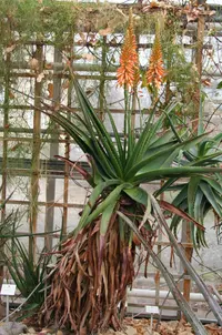 Aloe lutescens
