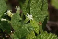 sticky currant (Ribes viscosissimum) plant