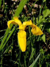 Yellow iris