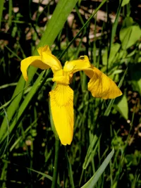 Yellow iris