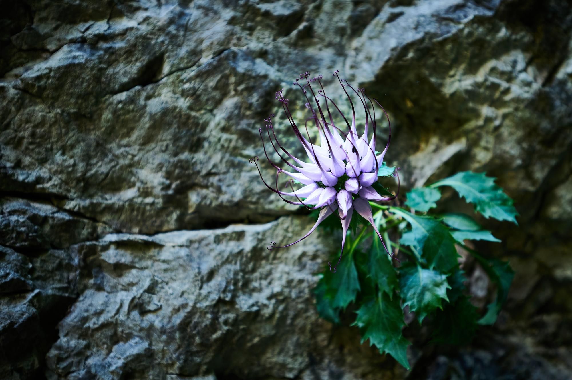 Wolfsbane 