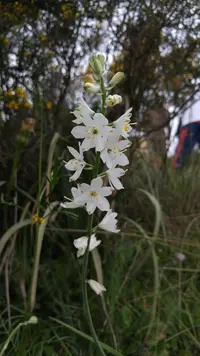 Anthericum baeticum