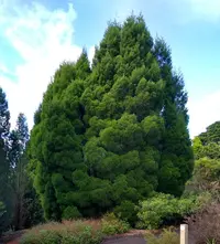 Bailey's Cypress-pine