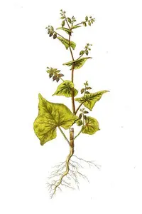 green buckwheat