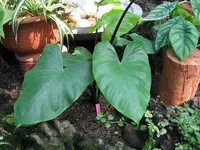 Upright Elephant Ear (Alocasia macrorrhizos 'Black Stem') plant