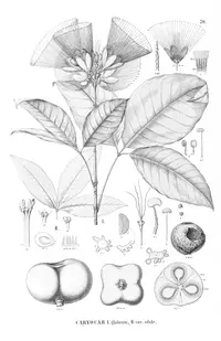 Caryocar glabrum (Caryocar glabrum) plant