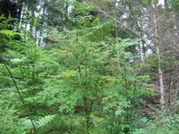 red huckleberry