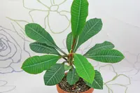 Madagascar jewel