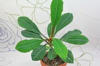 Madagascar jewel