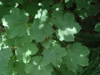 Italian maple