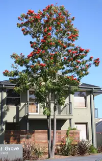 Red silky oak (Alloxylon flammeum) plant