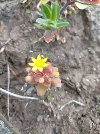 Aichryson parlatorei