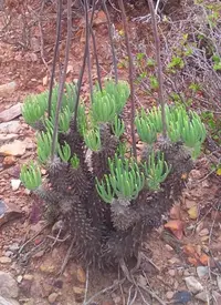 Pegleg Butterbush