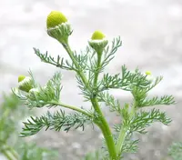pineapple weed (Matricaria discoidea) plant