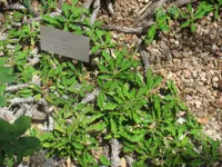 Euphorbia decaryi