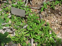 Euphorbia decaryi