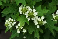 Oakleaf hydrangea (Hydrangea quercifolia) plant