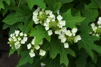 Oakleaf hydrangea (Hydrangea quercifolia) plant