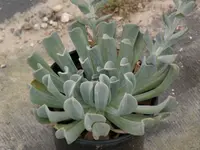 Echeveria runyonii